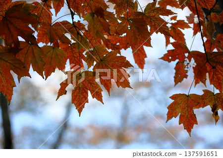 Colorful maple leaves, autumn leaves 137591651