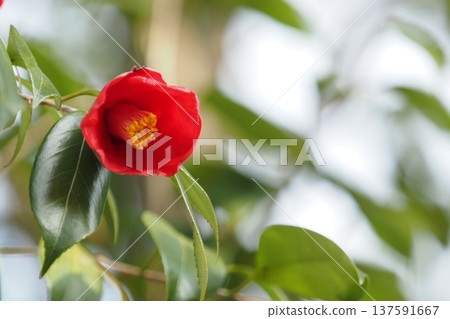 red camellia flower 137591667