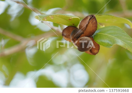 山茶花堅果 137591668