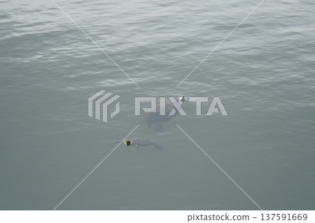 水庫裡的烏龜 137591669