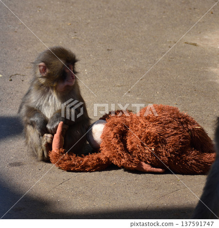 Orangutan stuffed toy and punch, Japanese macaque at Ichikawa Zoo and Botanical Gardens Orangutan stuffed toy and punch, Japanese macaque at Ichikawa Zoo and Botanical Gardens 137591747
