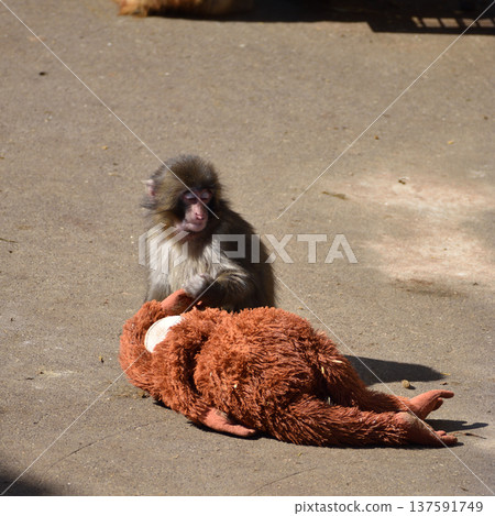 Orangutan stuffed toy and punch, Japanese macaque at Ichikawa Zoo and Botanical Gardens 137591749