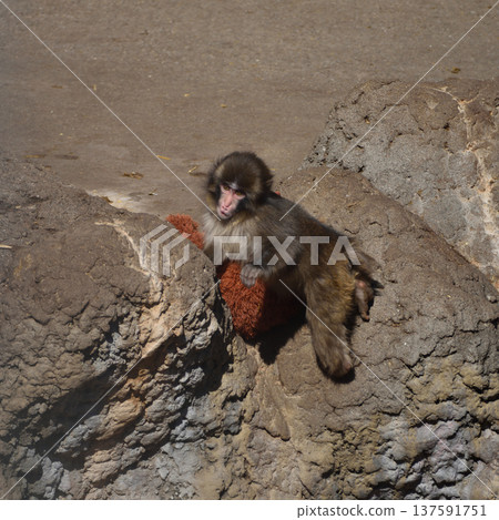 Orangutan stuffed toy and punch, Japanese macaque at Ichikawa Zoo and Botanical Gardens 137591751
