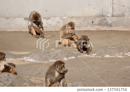 At the monkey mountain at Ichikawa City Zoo and Botanical Gardens At the monkey mountain at Ichikawa City Zoo and Botanical Gardens 137591758