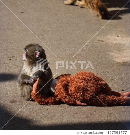 Orangutan stuffed toy and punch, Japanese macaque at Ichikawa Zoo and Botanical Gardens Orangutan stuffed toy and punch, Japanese macaque at Ichikawa Zoo and Botanical Gardens 137591777