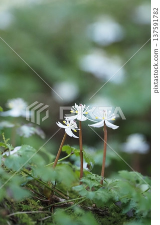 黃連木的三朵花 137591782