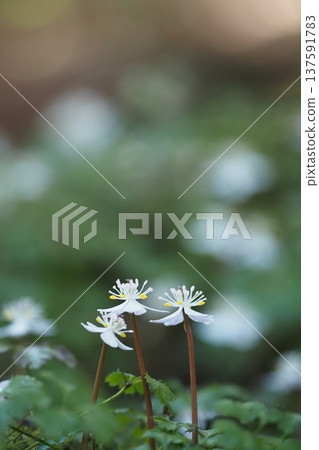 黃連木的三朵花 黃連木的三朵花 137591783