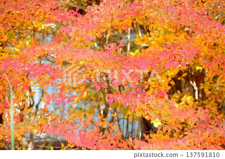 Colorful Enkianthus leaves Colorful Enkianthus leaves 137591810