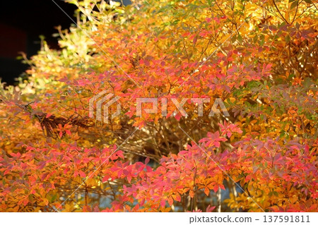 Colorful Enkianthus leaves 137591811
