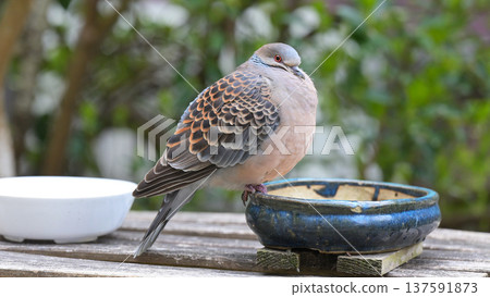 A wild bird that came to the winter garden. 137591873