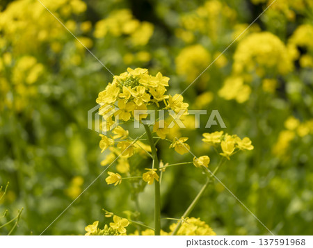 Rape blossom close-up 137591968