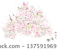 Early spring to spring plants. Watercolor illustration of cherry blossoms 137591969
