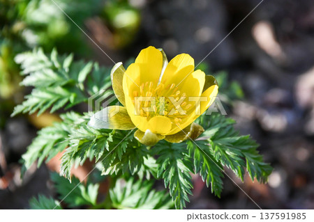 Adonis forked-stem Adonis forked-stem 137591985