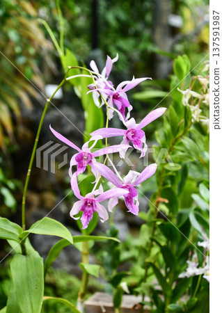Dendrobium 'Jacquelyn Thomas' Dendrobium 'Jacquelyn Thomas' 137591987