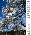 盛開的櫻花（染井吉野）映襯著藍天和春日的陽光。 137592005