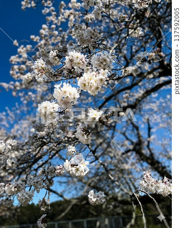 盛開的櫻花（染井吉野）映襯著藍天和春日的陽光。 137592005