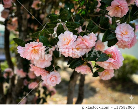 重瓣山茶花在春日陽光下競相綻放，美不勝收。 137592006