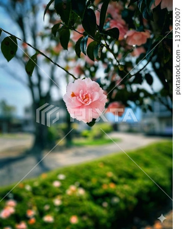 一朵美麗的粉紅色山茶花在春日的陽光下盛開 137592007