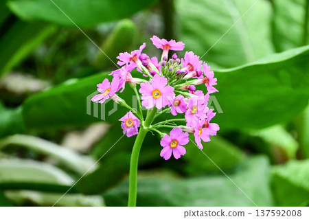日本報春花 日本報春花 137592008
