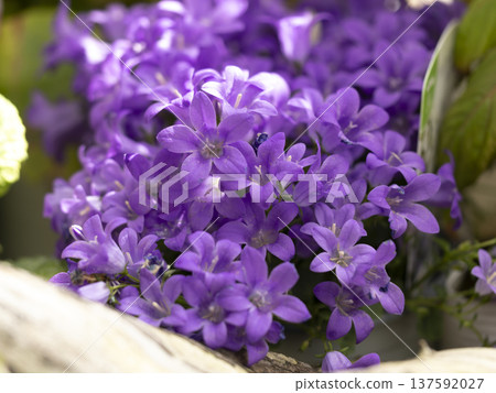 Campanula with small flowers Campanula with small flowers 137592027