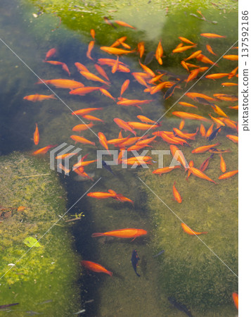 A school of goldfish eating aquatic plants A school of goldfish eating aquatic plants 137592186