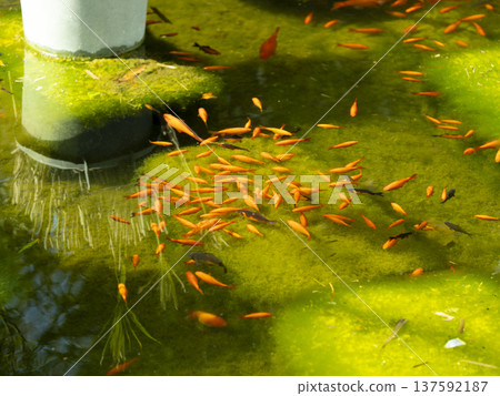 A school of goldfish eating aquatic plants A school of goldfish eating aquatic plants 137592187