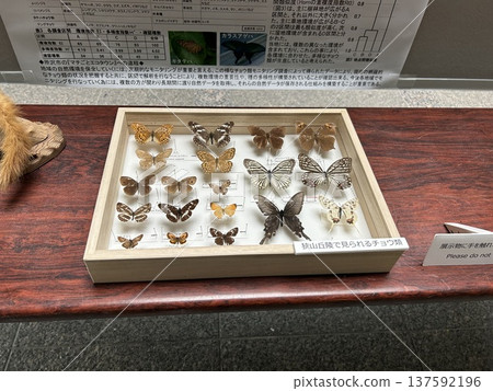 These are butterfly specimens that can be seen in the Sayama Hills at the Sayama Hills Living Creature Center in Tokorozawa City, Saitama Prefecture. These are butterfly specimens that can be seen in the Sayama Hills at the Sayama Hills Living Creature Center in Tokorozawa City, Saitama Prefecture. 137592196