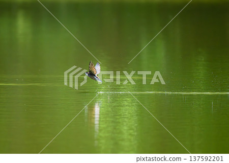 A blue-tailed swift flies at high speed over the water surface 137592201
