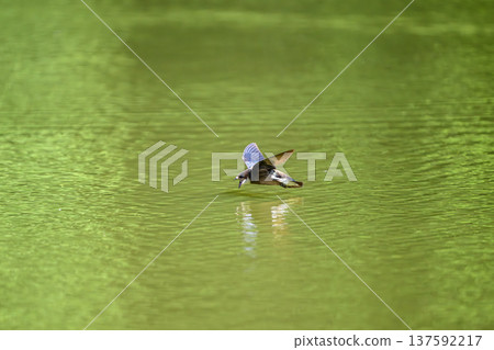 A blue-tailed swift flies at high speed over the water surface 137592217