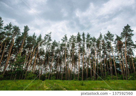 Tall pine trees forest landscape under a dramatic cloudy sky in summer Tall pine trees forest landscape under a dramatic cloudy sky in summer 137592560
