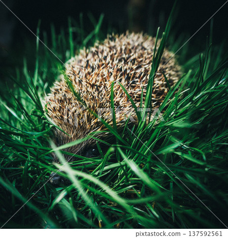 Close up of a wild hedgehog hiding in thick green grass in the garden at night 137592561