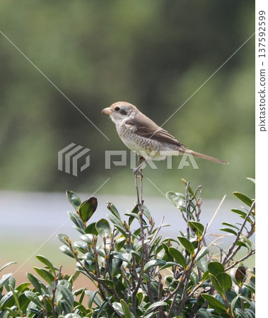 A young shrike perched on a branch | Wild birds of Amami A young shrike perched on a branch | Wild birds of Amami 137592599