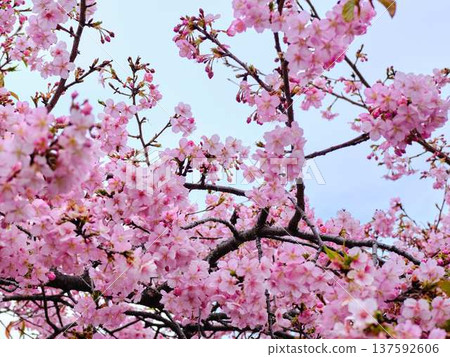Kawazu cherry blossoms to announce the arrival of spring 137592606