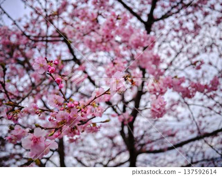 河津櫻花宣布春天的到來 河津櫻花宣布春天的到來 137592614