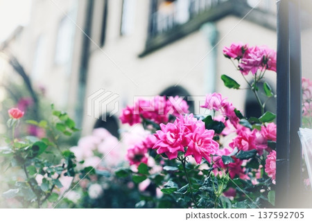 玫瑰與建築物 137592705