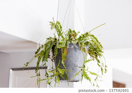 Hanging type houseplant 137592891