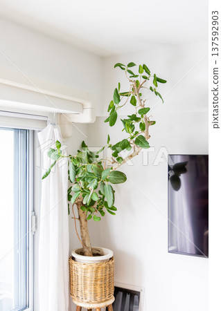 Living room with foliage plants Living room with foliage plants 137592903