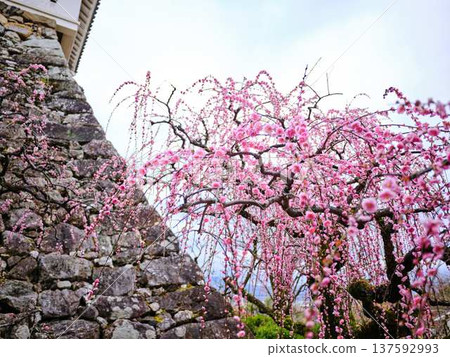 Weeping plum blossoms at Kochi Castle Weeping plum blossoms at Kochi Castle 137592993