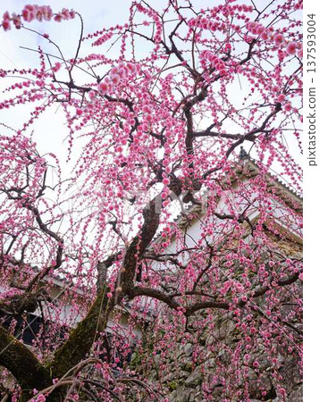 Weeping plum blossoms at Kochi Castle Weeping plum blossoms at Kochi Castle 137593004