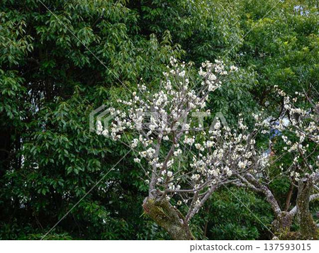 高知城堡的垂枝梅花 高知城堡的垂枝梅花 137593015