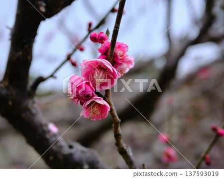 高知城堡的垂枝梅花 高知城堡的垂枝梅花 137593019