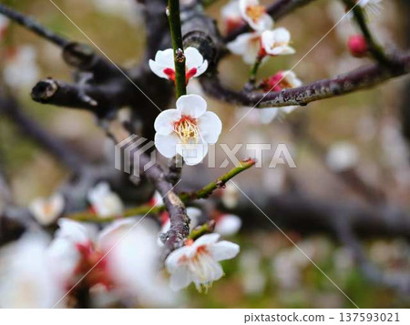 高知城堡的垂枝梅花 高知城堡的垂枝梅花 137593021