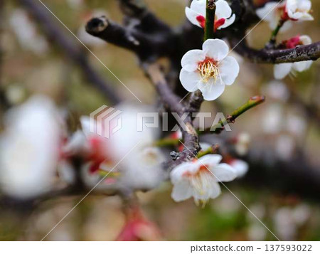 高知城堡的垂枝梅花 高知城堡的垂枝梅花 137593022