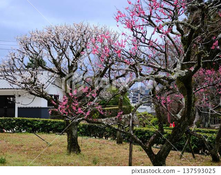 Weeping plum blossoms at Kochi Castle Weeping plum blossoms at Kochi Castle 137593025