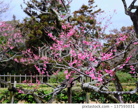 Weeping plum blossoms at Kochi Castle Weeping plum blossoms at Kochi Castle 137593031