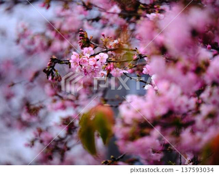 Weeping plum blossoms at Kochi Castle Weeping plum blossoms at Kochi Castle 137593034