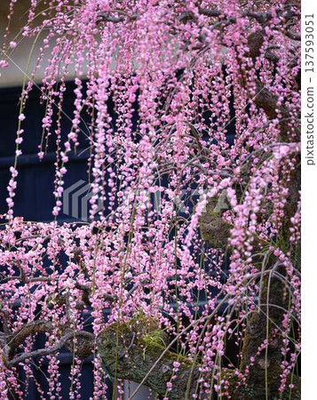 Weeping plum blossoms at Kochi Castle Weeping plum blossoms at Kochi Castle 137593051