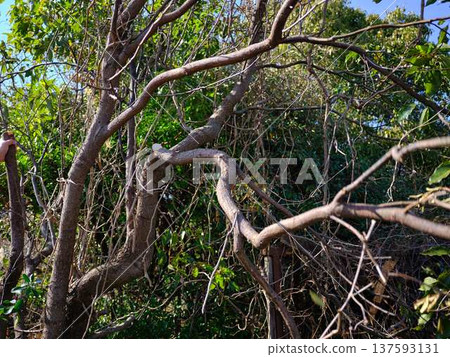 wood, cut down, felling 137593131