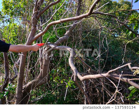 wood, cut down, felling 137593134