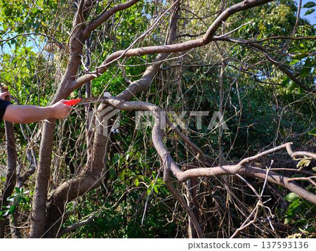 木頭 木 樹木 137593136